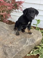 Charcoal, a male German Shepherd Dog and Labrador Retriever for sale in Mentone, IN – 1 of 5