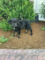 Charcoal, a male German Shepherd Dog and Labrador Retriever for sale in Mentone, IN – 2 of 5