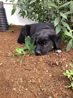 Charcoal, a male German Shepherd Dog and Labrador Retriever for sale in Mentone, IN – 5 of 5