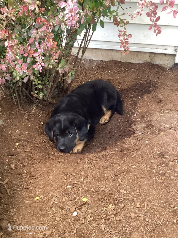 Chunky – German Shepherd Dog, Labrador Retriever puppy for sale in Mentone, IN