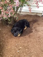 Chunky, a male German Shepherd Dog and Labrador Retriever for sale in Mentone, IN – 1 of 5
