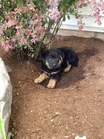 Chunky, a male German Shepherd Dog and Labrador Retriever for sale in Mentone, IN – 3 of 5