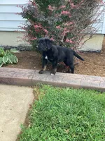 Charcoal, a male German Shepherd Dog and Labrador Retriever for sale in Mentone, IN – 4 of 5