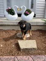 Taffy, a female German Shepherd Dog and Labrador Retriever for sale in Mentone, IN – 3 of 5