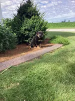 Chunky, a male German Shepherd Dog and Labrador Retriever for sale in Mentone, IN – 5 of 5