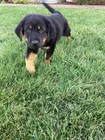 Biscuit, a male German Shepherd Dog and Labrador Retriever for sale in Mentone, IN – 4 of 5