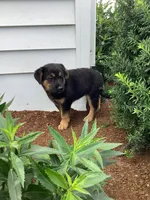 Taffy, a female German Shepherd Dog and Labrador Retriever for sale in Mentone, IN – 2 of 5