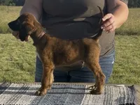 Brown collar aka Link, a male Afghan Hound for sale in Schulenburg, TX – 5 of 5