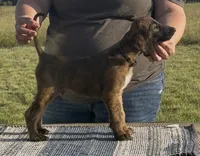 Brown collar aka Link, a male Afghan Hound for sale in Schulenburg, TX – 3 of 5