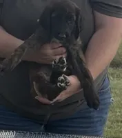 Light Blue Collar aka Lois, a female Afghan Hound for sale in Schulenburg, TX – 2 of 5