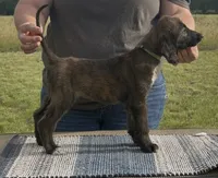Green  Collar (Minnow), a female Afghan Hound for sale in Schulenburg, TX – 4 of 5