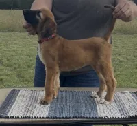 Illusion, a female Afghan Hound for sale in Schulenburg, TX – 5 of 6