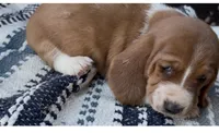 Waffles, a male Basset Hound for sale in Schulenburg, TX – 6 of 6