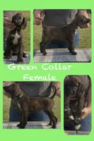 Green  Collar (Minnow), a female Afghan Hound for sale in Schulenburg, TX – 5 of 5