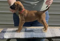 Red  Collar , a male Afghan Hound for sale in Schulenburg, TX – 2 of 6