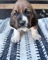 Eleanor, a female Basset Hound for sale in Schulenburg, TX – 3 of 9