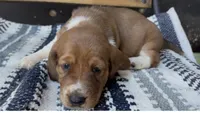 Clementine, a female Basset Hound for sale in Schulenburg, TX – 6 of 7