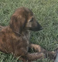 Blue Collar , a male Afghan Hound for sale in Schulenburg, TX – 5 of 10