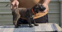 Orange collar Aka Noodle, a female Afghan Hound for sale in Schulenburg, TX – 2 of 6