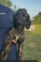 Light Blue Collar aka Lois, a female Afghan Hound for sale in Schulenburg, TX – 8 of 10