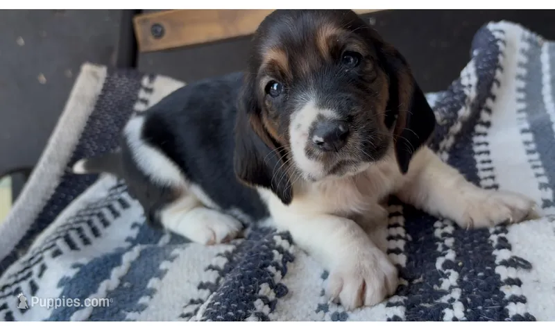 Buttons – Basset Hound puppy for sale in Schulenburg, TX