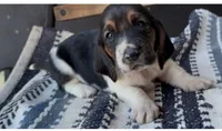 Buttons, a female Basset Hound for sale in Schulenburg, TX – 1 of 5