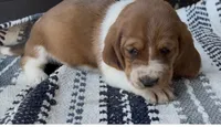 Pumpkin , a female Basset Hound for sale in Schulenburg, TX – 2 of 7