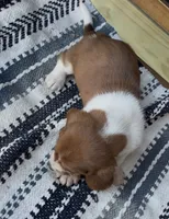 Pumpkin , a female Basset Hound for sale in Schulenburg, TX – 7 of 7