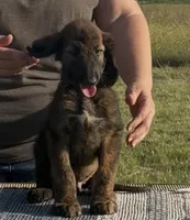 Blue Collar , a male Afghan Hound for sale in Schulenburg, TX – 5 of 6