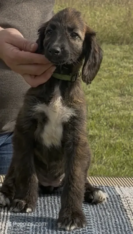Green  Collar (Minnow) – Afghan Hound puppy for sale in Schulenburg, TX