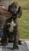 Green  Collar (Minnow), a female Afghan Hound for sale in Schulenburg, TX – 1 of 5