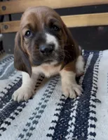 Eleanor, a female Basset Hound for sale in Schulenburg, TX – 1 of 9