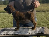 Blue Collar , a male Afghan Hound for sale in Schulenburg, TX – 6 of 6
