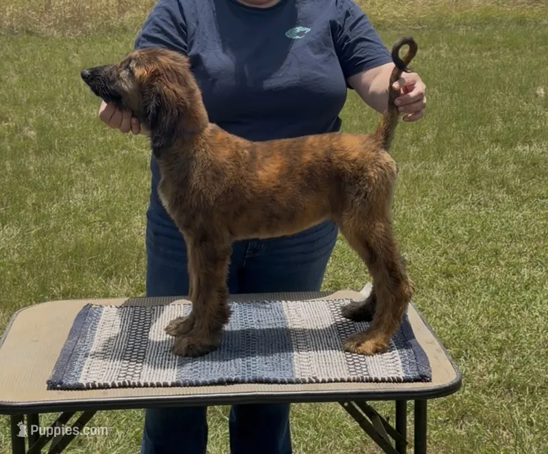 Blue Collar  – Afghan Hound puppy for sale in Schulenburg, TX