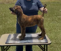 Blue Collar , a male Afghan Hound for sale in Schulenburg, TX – 1 of 10