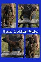 Blue Collar , a male Afghan Hound for sale in Schulenburg, TX – 4 of 6