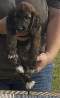 Green  Collar (Minnow), a female Afghan Hound for sale in Schulenburg, TX – 2 of 5