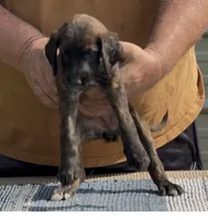 Orange collar Aka Noodle, a female Afghan Hound for sale in Schulenburg, TX – 1 of 6