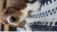 Clementine, a female Basset Hound for sale in Schulenburg, TX – 4 of 7