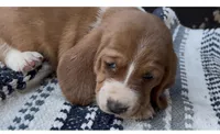 Waffles, a male Basset Hound for sale in Schulenburg, TX – 5 of 6