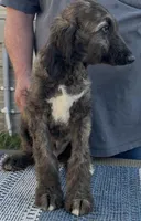 processed/6ff0712f-b6f6-46f4-a4b7-fc4409815709/listing/3dc83f0f-7435-4129-ba0e-d7cdd08919bb/16572129-afc2-4dff-aac9-a2545ea9cf3b