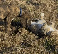 processed/6ff0712f-b6f6-46f4-a4b7-fc4409815709/listing/3dc83f0f-7435-4129-ba0e-d7cdd08919bb/77841b22-3c79-43c3-84f0-dfa1993eac69