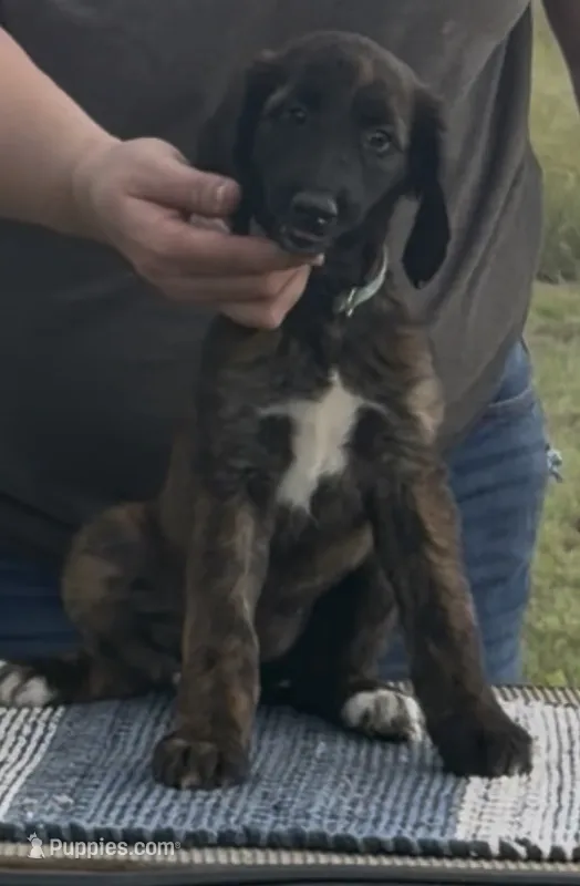 Light Blue Collar aka Lois – Afghan Hound puppy for sale in Schulenburg, TX