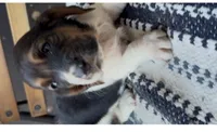 Buttons, a female Basset Hound for sale in Schulenburg, TX – 3 of 5
