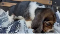 Mabel, a female Basset Hound for sale in Schulenburg, TX – 2 of 6