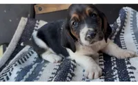 Buttons, a female Basset Hound for sale in Schulenburg, TX – 4 of 5
