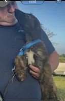 Light Blue Collar aka Lois, a female Afghan Hound for sale in Schulenburg, TX – 6 of 10