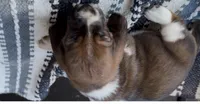 Magnolia , a female Basset Hound for sale in Schulenburg, TX – 7 of 8