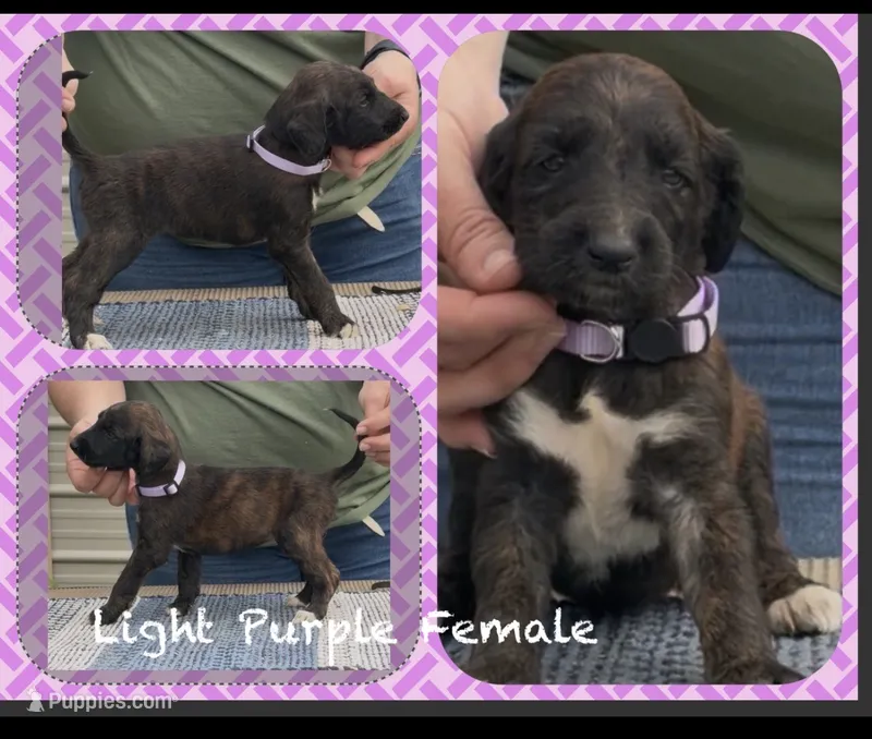 Purple Collar (Jade) – Afghan Hound puppy for sale in Schulenburg, TX