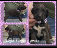 Purple Collar (Jade), a female Afghan Hound for sale in Schulenburg, TX – 1 of 5